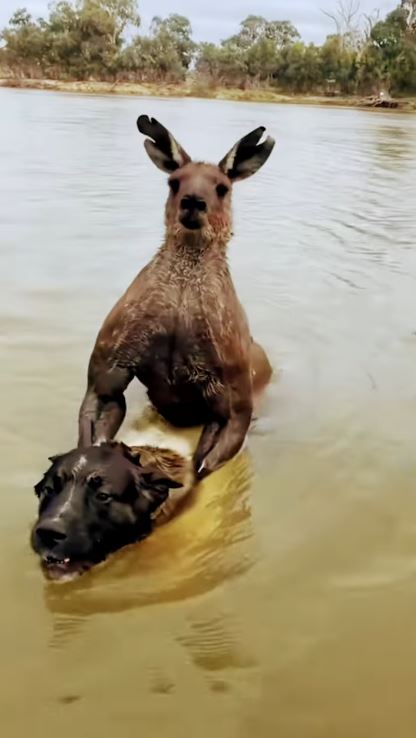 Man fights off 7-foot kangaroo to rescue his dog 1