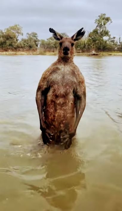 Man fights off 7-foot kangaroo to rescue his dog 3