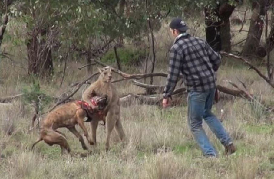 Man fights off 7-foot kangaroo to rescue his dog 6