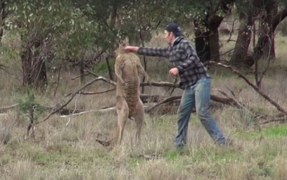 Man fights off 7-foot kangaroo to rescue his dog 7
