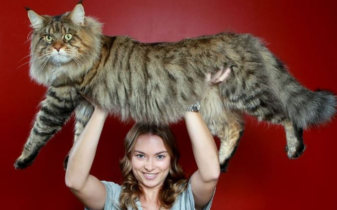 These are 15+ giant cats bigger than humans 3