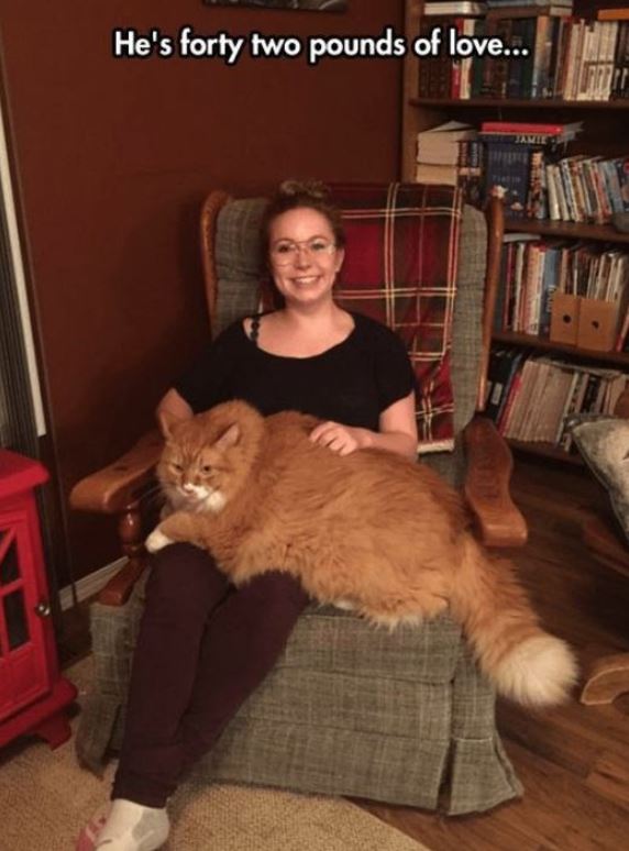 These are 15+ giant cats bigger than humans 5