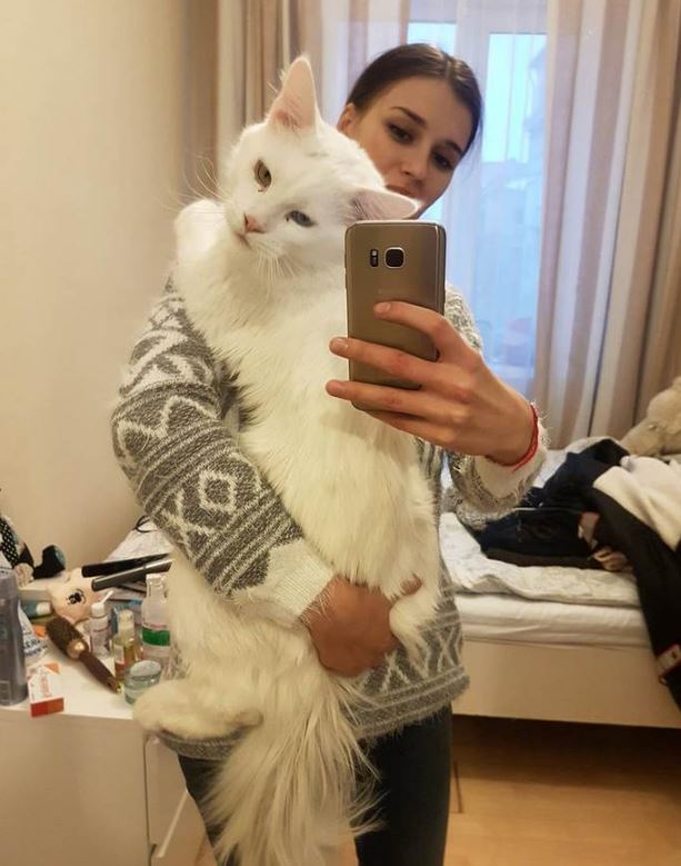 These are 15+ giant cats bigger than humans 6