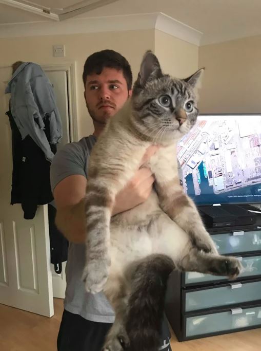 These are 15+ giant cats bigger than humans 7