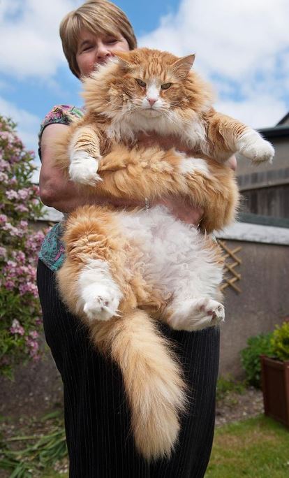 These are 15+ giant cats bigger than humans 8