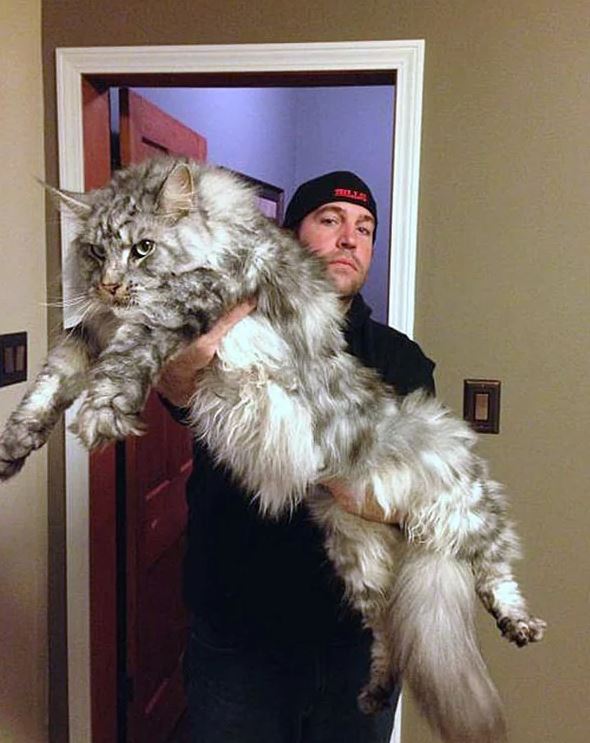 These are 15+ giant cats bigger than humans 13