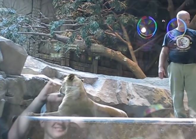 Zookeeper is attacked by a lion but saved by an unexpected hero 2