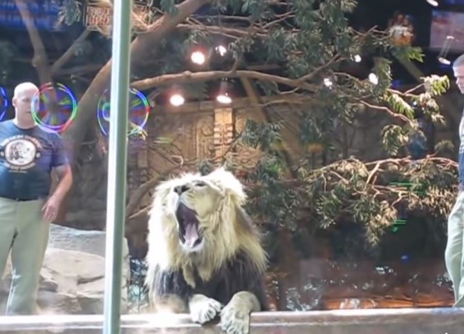 Zookeeper is attacked by a lion but saved by an unexpected hero 1