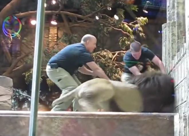 Zookeeper is attacked by a lion but saved by an unexpected hero 3