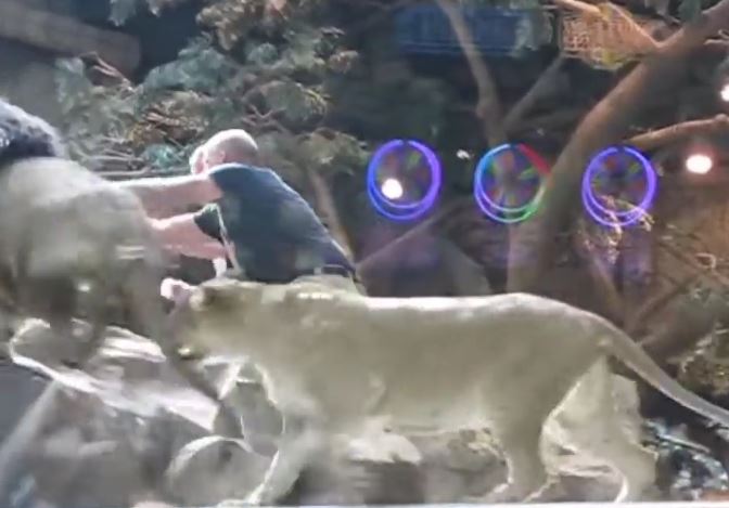 Zookeeper is attacked by a lion but saved by an unexpected hero 4