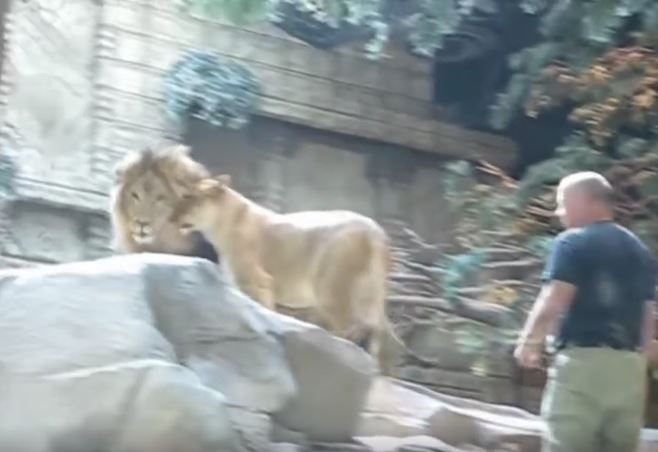 Zookeeper is attacked by a lion but saved by an unexpected hero 5
