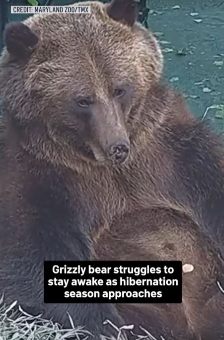 An adorable video shows a bear struggling to stay away as hibernation season approaches 1