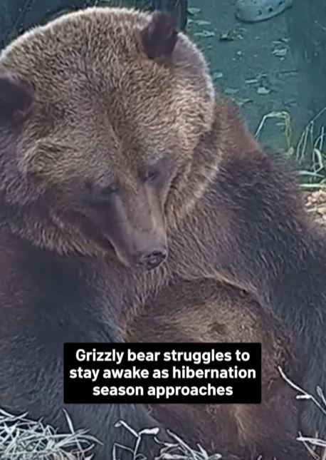 An adorable video shows a bear struggling to stay away as hibernation season approaches 2