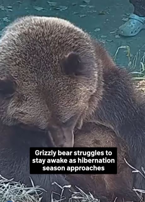 An adorable video shows a bear struggling to stay away as hibernation season approaches 3