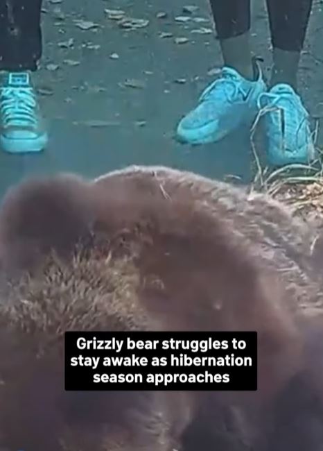An adorable video shows a bear struggling to stay away as hibernation season approaches 4