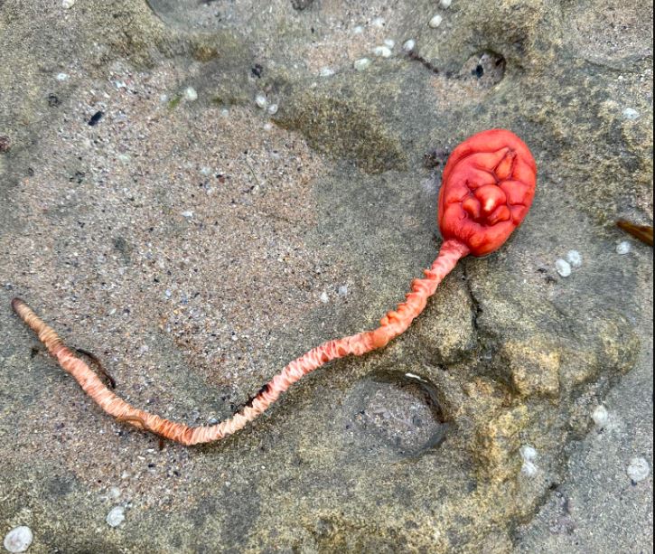 Beachgoers baffled after spotting a mysterious sea creature that looked like an 'alien-like' appearance 3