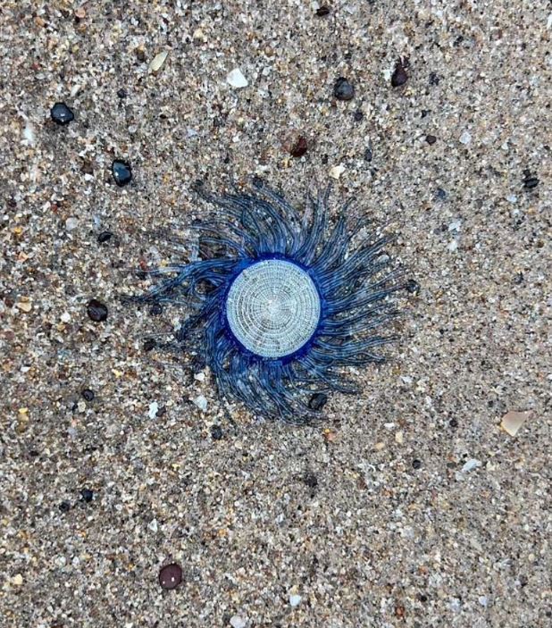 Beachgoers baffled after spotting a mysterious sea creature that looked like an 'alien-like' appearance 5