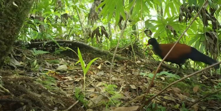 Scientists discover lost rare bird after 140 years 2