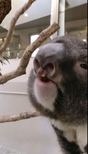What koalas actually sound like 1