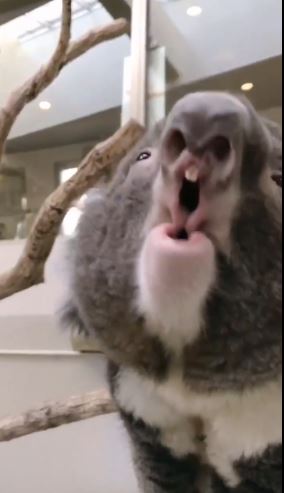 What koalas actually sound like 2