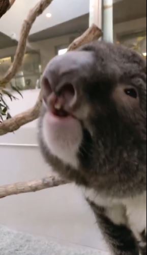 What koalas actually sound like 3