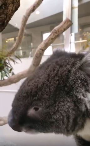 What koalas actually sound like 4