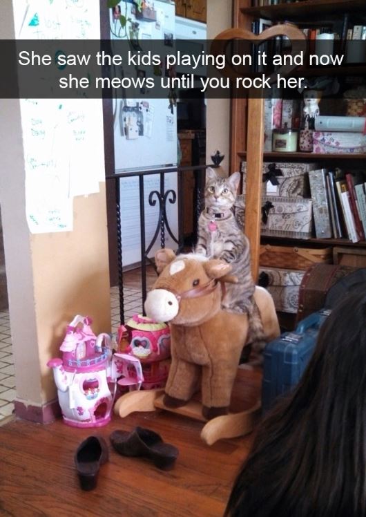 13+ cute moments when your cat forgets she is a cat 8