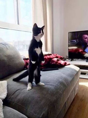 13+ cute moments when your cat forgets she is a cat 11