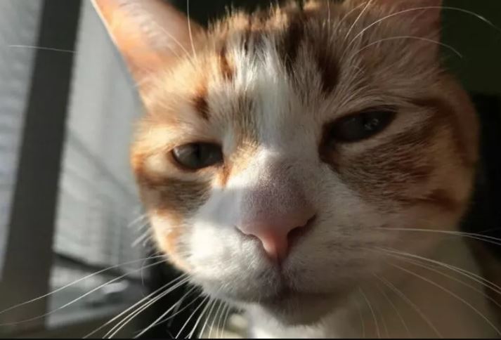 Miraculous cat survives and returns home after being cremated for nine months 3