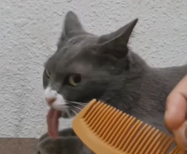 Why do cats gag when owners scrape their fingers on a comb? 3
