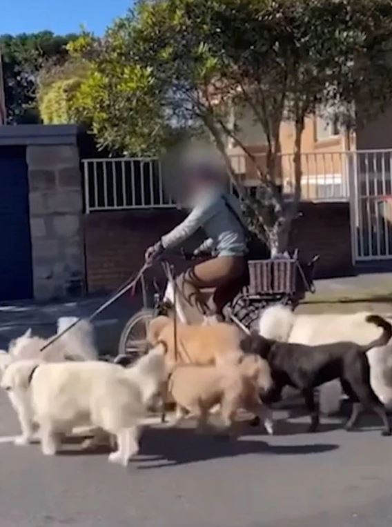 Woman sparks debate after riding e-bike while pulling 7 dog 1