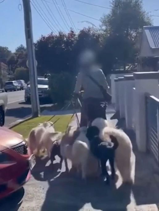 Woman sparks debate after riding e-bike while pulling 7 dog 3