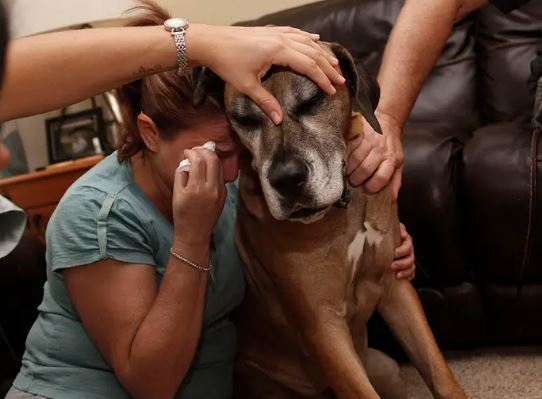 15 pic heartbreaking photos of owners saying goodbye to their beloved old dogs 7