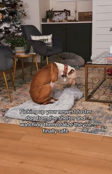 Foster dog tearfully realizes she's safe 1
