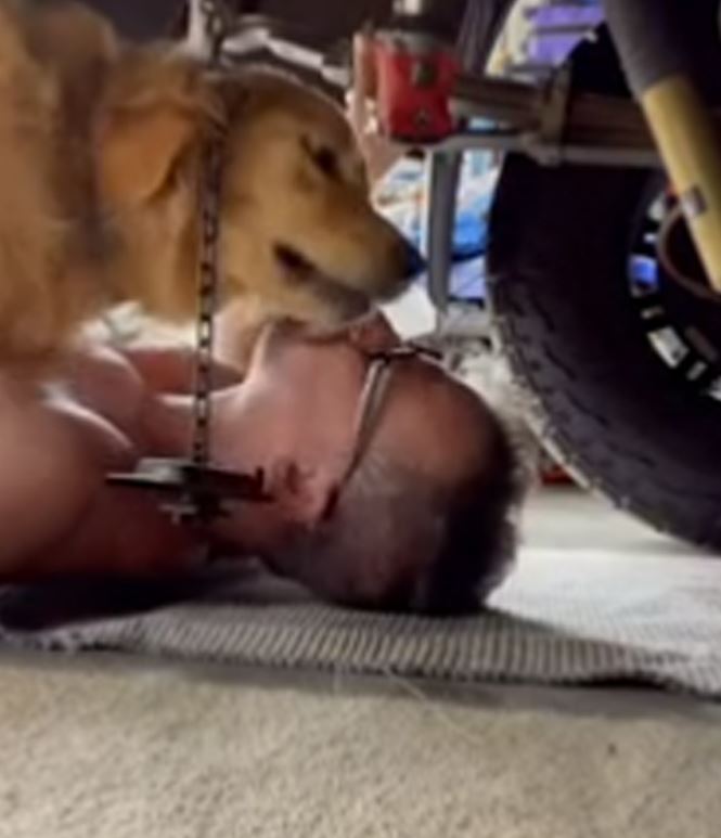 Golden Retriever melts hearts as she crawls under mechanic dad's car 2
