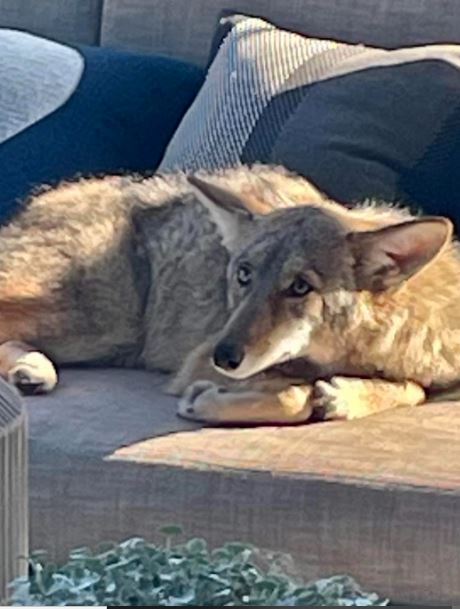Homeowner encountered wild coyote napping on outdoor patio couch 1