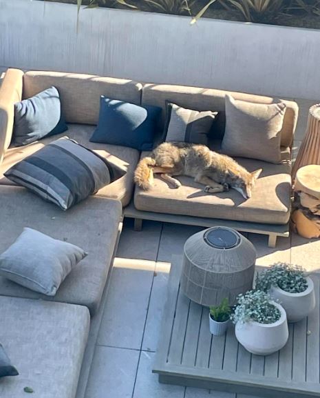 Homeowner encountered wild coyote napping on outdoor patio couch 2