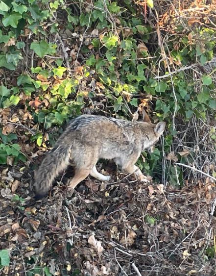 Homeowner encountered wild coyote napping on outdoor patio couch 4