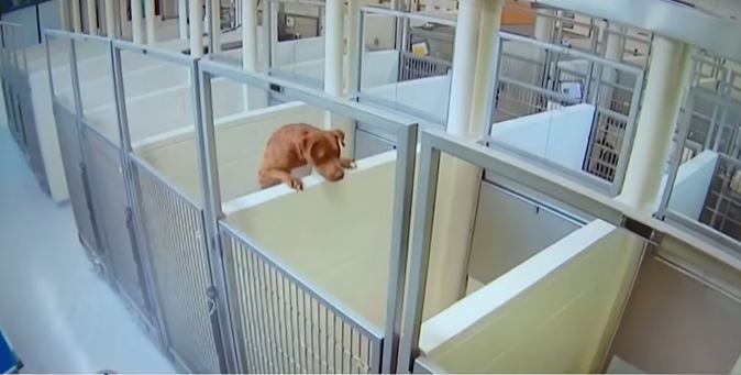 Inseparable shelter dog jumps over a concrete wall to keep best friend company 2