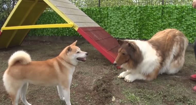  Man who spent $14k to become a Collie dog meets a REAL dog in life 2