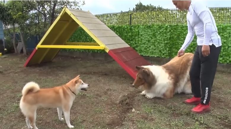  Man who spent $14k to become a Collie dog meets a REAL dog in life 3