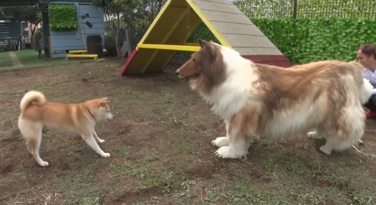  Man who spent $14k to become a Collie dog meets a REAL dog in life 5