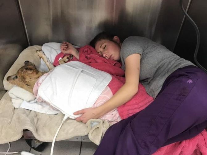 Veterinarian sleeps in kennel with dog injured in fire 4