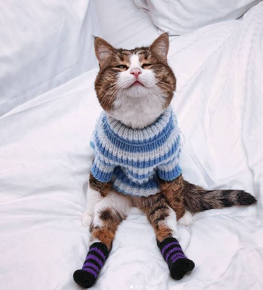 Meme cat with disability legs melts hearts with a funny series of facial photos 15