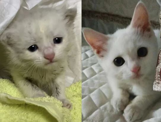 15 Animals rescue reactions when they are taken to their forever homes 14