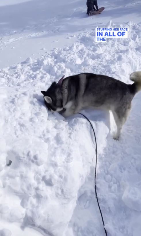 Dad builds snow fort for rescued husky with a passion for the cold 1
