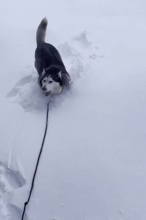 Dad builds snow fort for rescued husky with a passion for the cold 2
