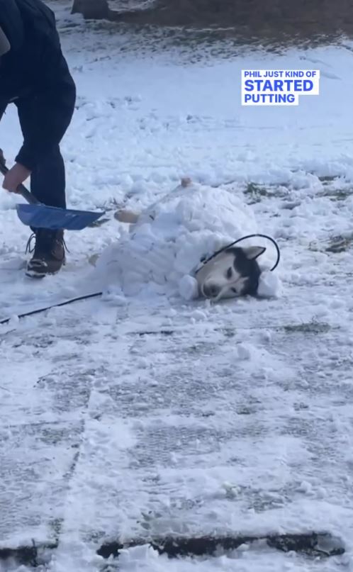 Dad builds snow fort for rescued husky with a passion for the cold 4