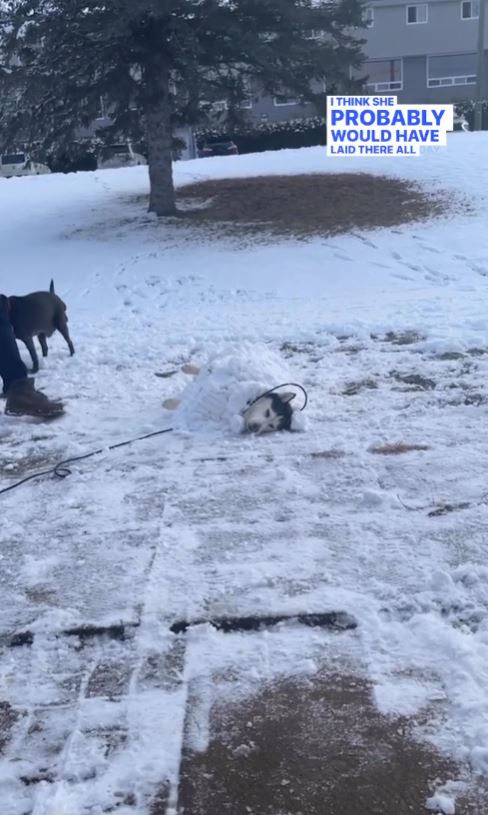 Dad builds snow fort for rescued husky with a passion for the cold 5