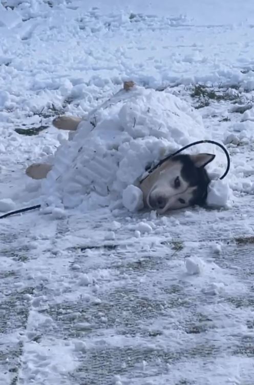 Dad builds snow fort for rescued husky with a passion for the cold 6